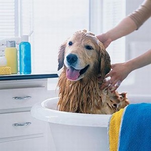 baño baño 300x300 Champú para perros