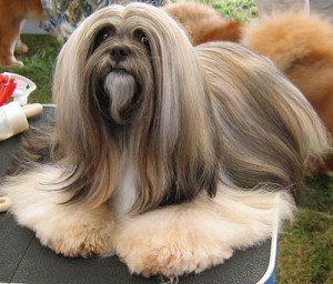 lasa 300x256 Lhasa Apso